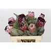 Protea African Didi