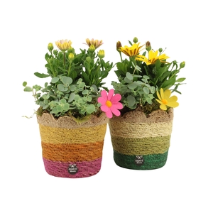 31680: Outdoor summer arrangement