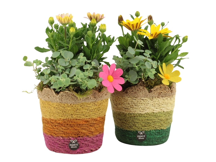 <h4>31680: Outdoor summer arrangement</h4>