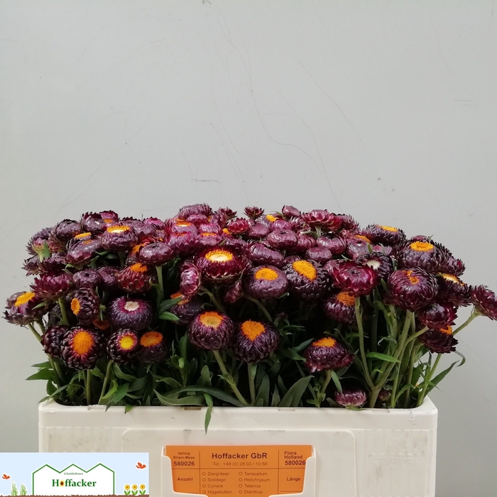 <h4>HELICHRYSUM OV</h4>