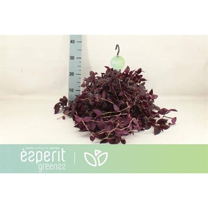 !! PROMO !! TRAD JEWEL RED (HANGPOT)
