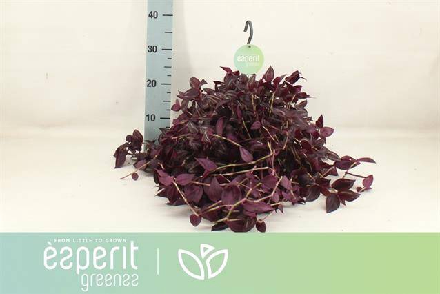 <h4>TRAD JEWEL RED (HANGPOT)</h4>