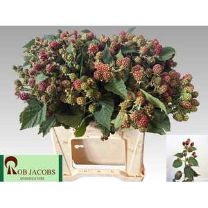 RUBUS FR CHESTER