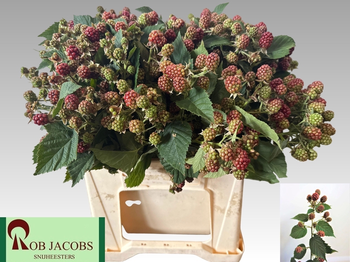 <h4>RUBUS FR CHESTER</h4>