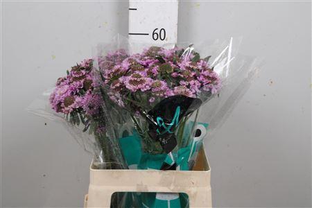 <h4>Scab At Saura</h4>