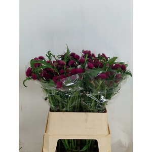 CIRS R ATROPURPUREUM