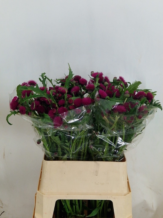 <h4>CIRS R ATROPURPUREUM</h4>