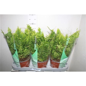 Nephr Ex Green Momen