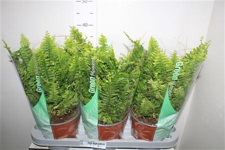 <h4>Nephr Ex Green Momen</h4>