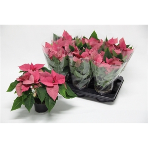 Poinsettia Premium Pink