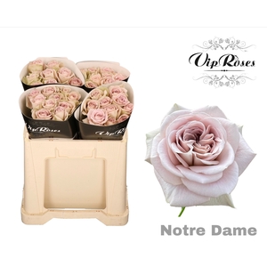 R Gr Notre Dame+ X40