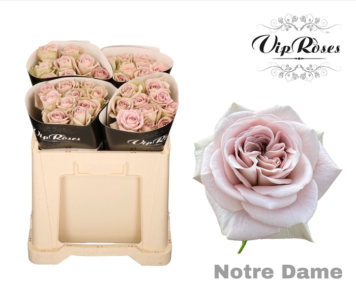 <h4>R Gr Notre Dame+ X40</h4>