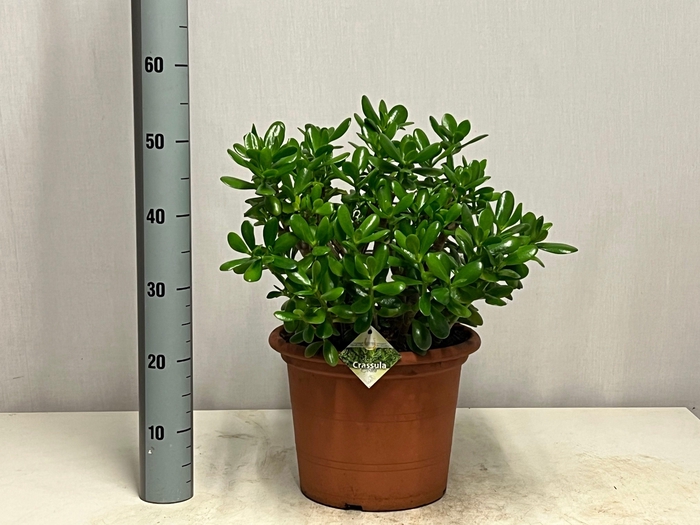 <h4>CRASS OVATA</h4>