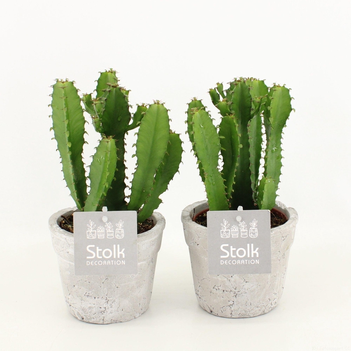 <h4>Euphorbia Triangularis 10,5 in stone look pot</h4>
