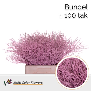 Heidelbeer (Bundel) Rose Licht