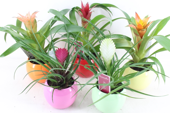 <h4>arr3 ZS - Bromelia bolpot mix</h4>