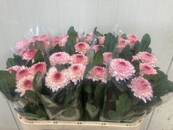 <h4>CHR G LOLLIPOP</h4>