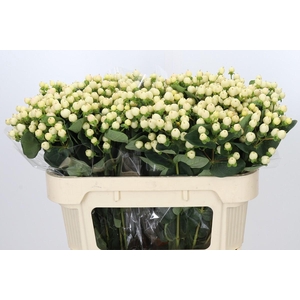 Hypericum Cool Romance