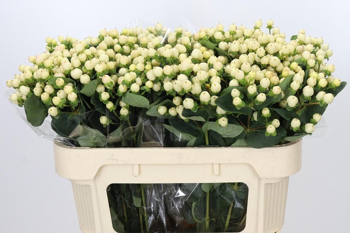 <h4>Hypericum Cool Romance</h4>