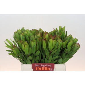 Leucadendron Goldstrike