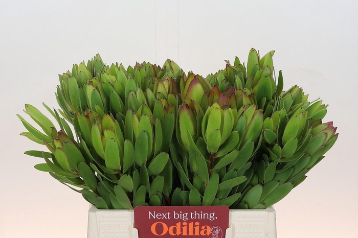 <h4>Leucadendron Goldstrike</h4>