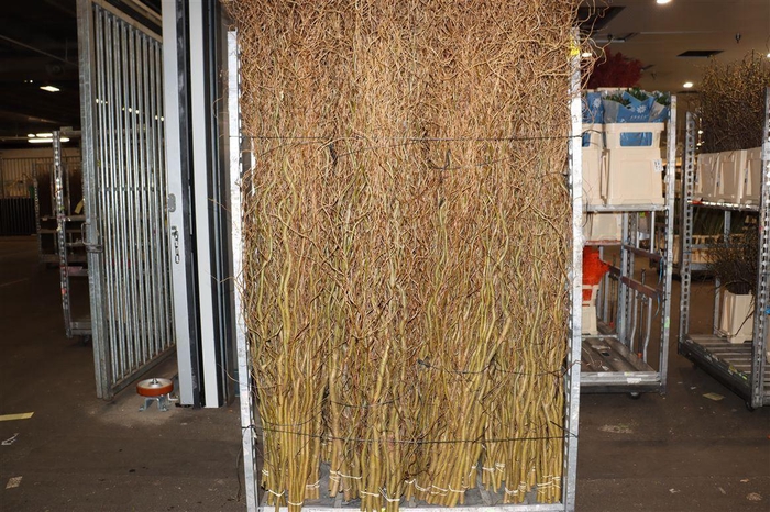 <h4>Salix babyl. 'Tortuosa'</h4>