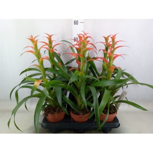 Guzmania wittmackii   ...red