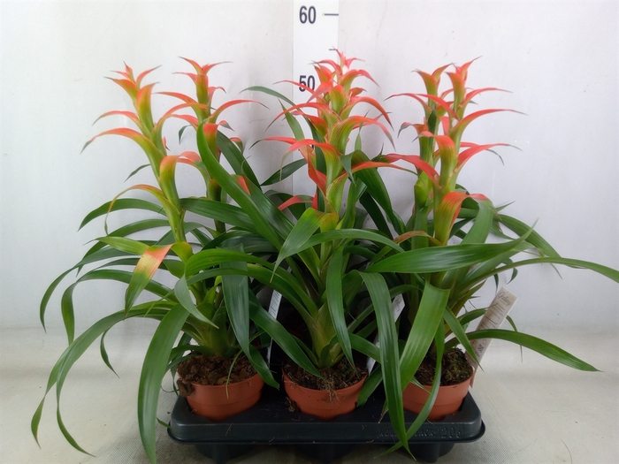 <h4>Guzmania wittmackii   ...red</h4>