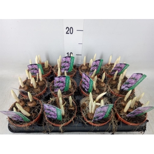 Crocus vernus 'Pickwick'