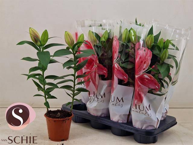 <h4>LIL OR REELEEZE</h4>