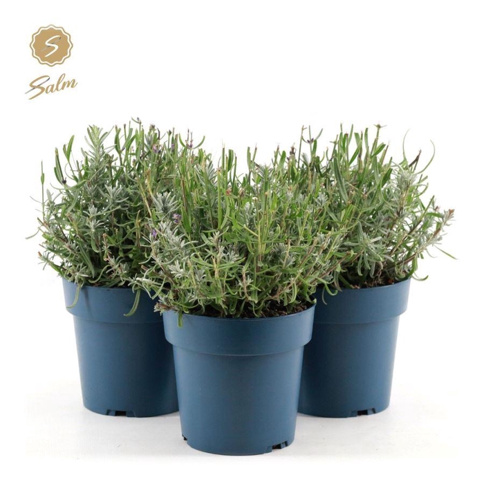 <h4>Lavandula ang. 'Felice'® Collection P15</h4>