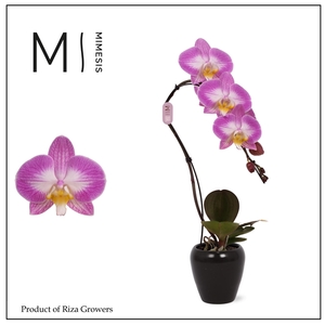 Mimesis Phal. Swan Special - 1 spike 7cm in Martine Black Ceramic