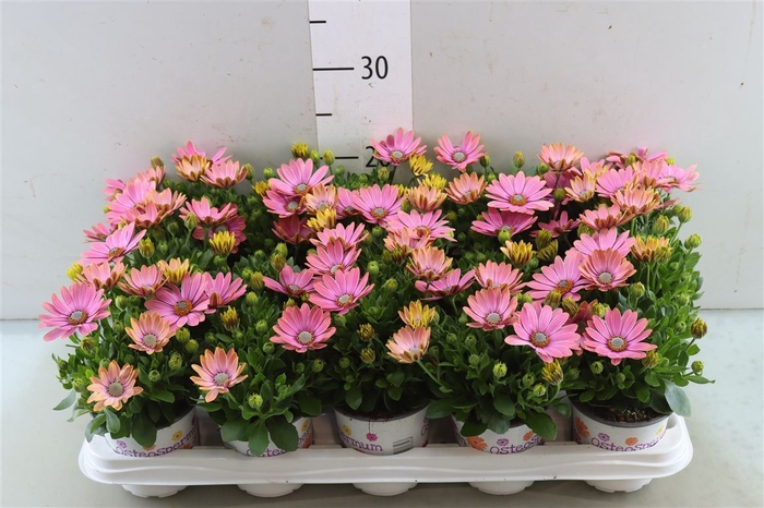 <h4>Osteo Pink</h4>