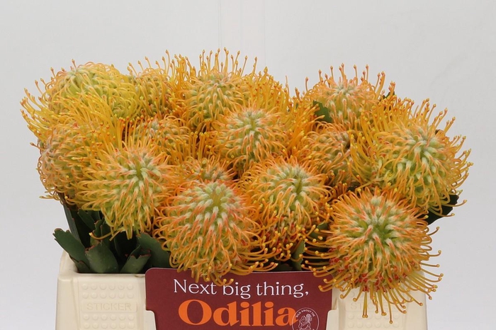 <h4>Nutans Soleil</h4>