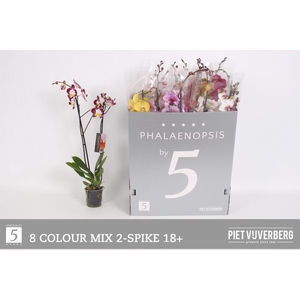 PHAL GEM 8 KL