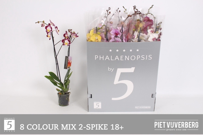 <h4>PHAL GEM 8 KL</h4>