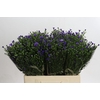 Aster Casamare