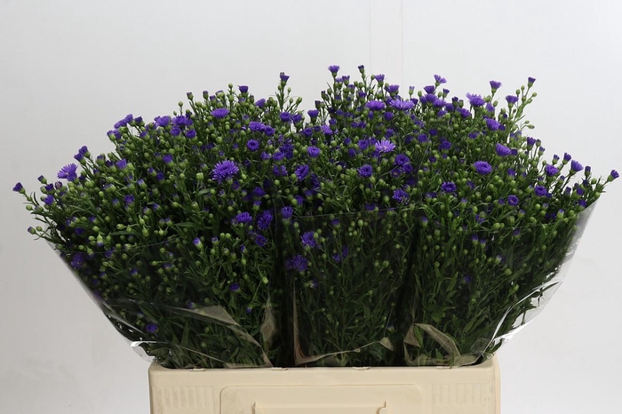 <h4>Aster Casamare</h4>