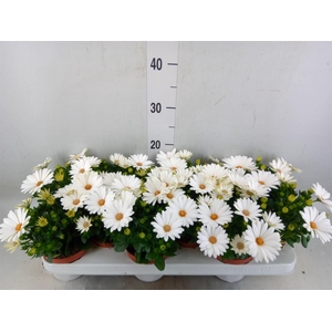 Osteospermum  'Dalina Clarissa'