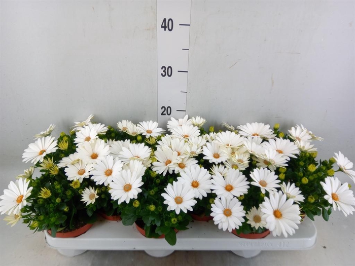 <h4>Osteospermum  'Dalina Clarissa'</h4>