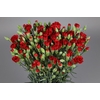Dianthus Sp Pino