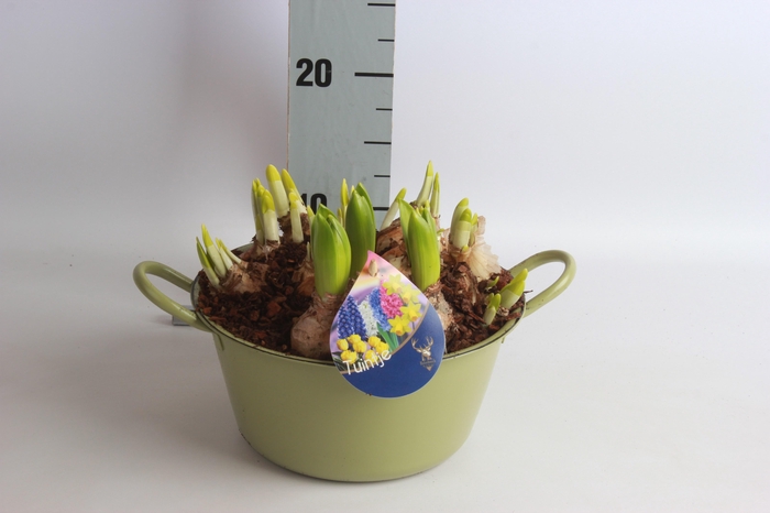 <h4>ARR BOL KNOLGEWAS</h4>