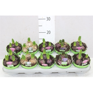 Hyacinthus Gemengd 3pp