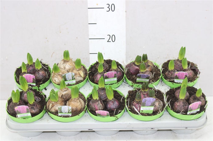 <h4>Hyacinthus Gemengd 3pp</h4>