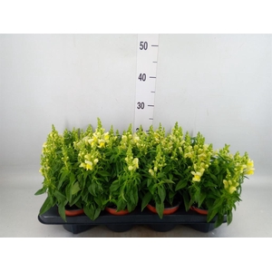 Antirrhinum majus   ...
