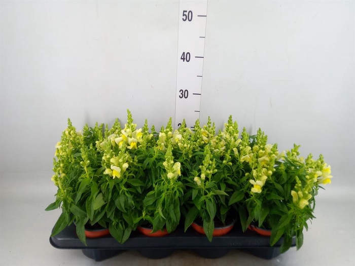 Antirrhinum majus   ...