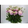 Dahlia Sweet Love