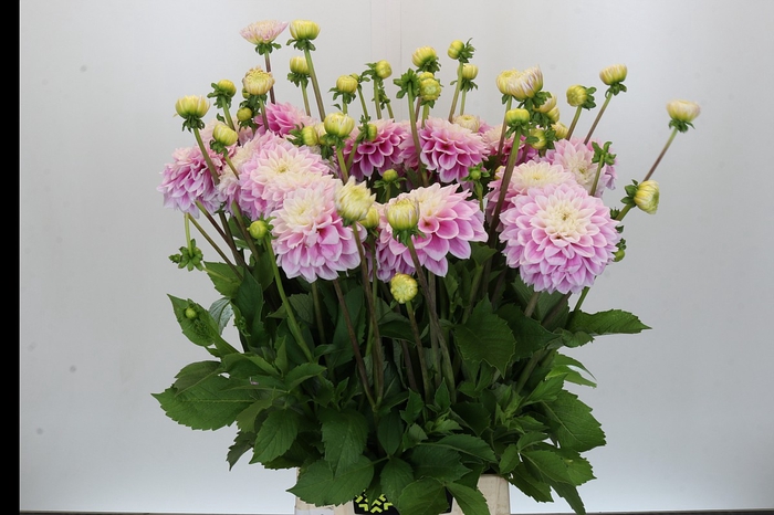 Dahlia Sweet Love