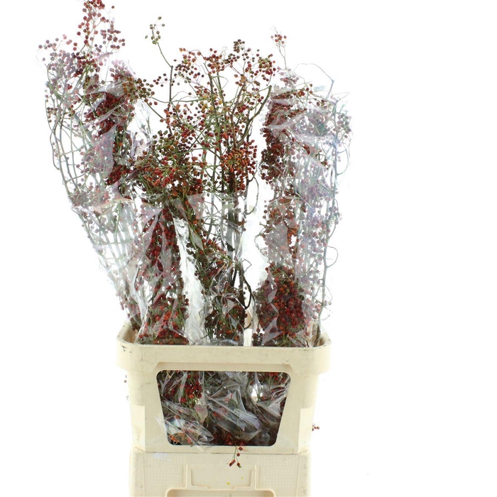 <h4>Rosa Corallo Orange Red</h4>