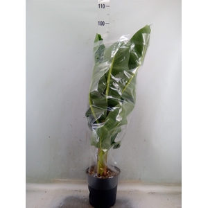 Musa  'Dwarf Cavendish'